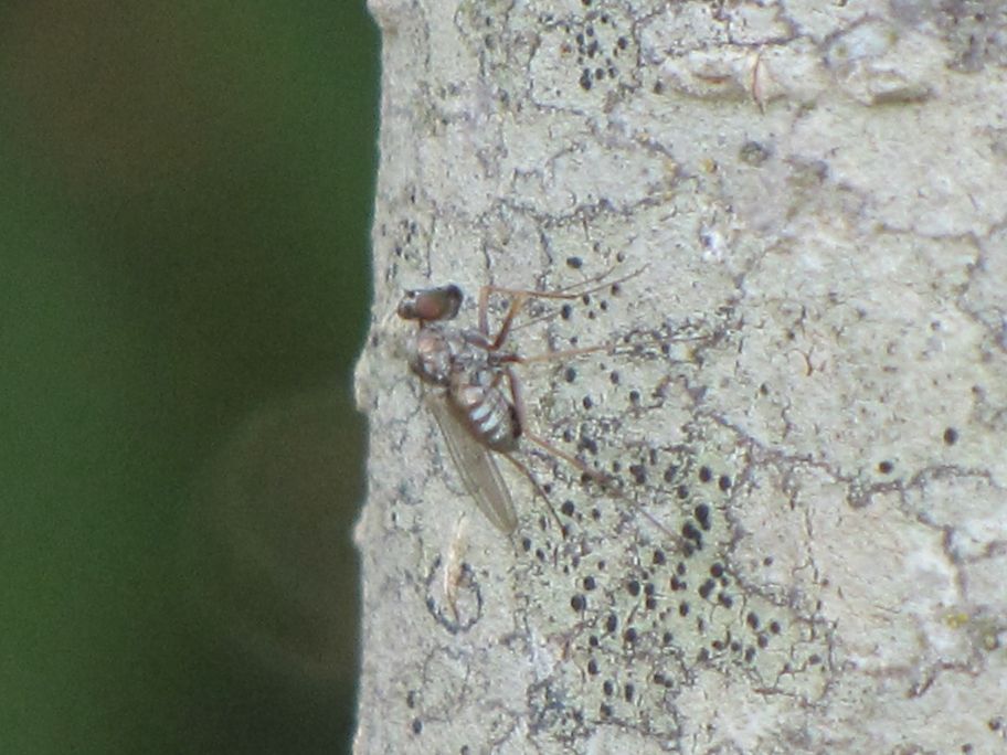 Medetera sp. (Dolichoposidae)